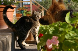 Alarme et animaux domestiques: quel système choisir ?